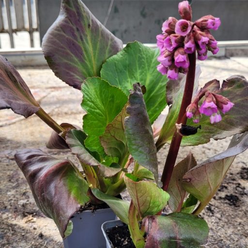 Szívlevelű bőrlevél 'Purpurea' – Bergenia cordifolia 'Purpurea'