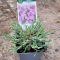 Pünkösdi szegfű 'Whatfield Wisp' – Dianthus gratianopolitanus 'Whatfield Wisp'