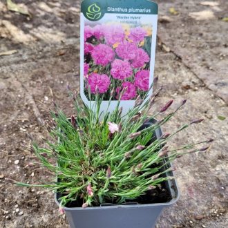 Tollas szegfű 'Warden Hybrid' – Dianthus plumarius 'Warden Hybrid'