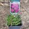 Tollas szegfű 'Warden Hybrid' – Dianthus plumarius 'Warden Hybrid'
