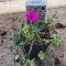 Hamuszürke gólyaorr – Geranium cinereum var. subcaulescens