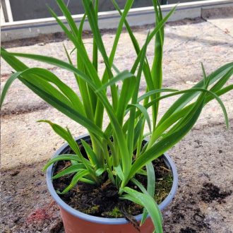 Törpe sásliliom 'Stella de Oro' – Hemerocallis 'Stella de Oro'