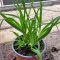 Törpe sásliliom 'Stella de Oro' – Hemerocallis 'Stella de Oro'