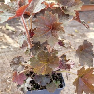 Tűzeső 'Palace Purple' – Heuchera micrantha 'Palace Purple'
