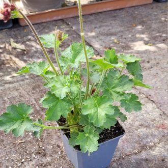 Vérvörös tűzeső 'Leuchtkäfer' – Heuchera sanguinea 'Leuchtkäfer'