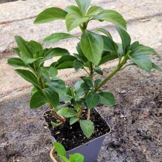 Japán kövérke – Pachysandra terminalis