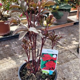 Bazsarózsa 'Felix Crousse' – Paeonia lactiflora 'Felix Crousse'