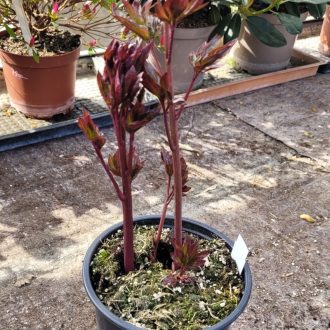 Bazsarózsa 'Red Sarah Bernhardt' – Paeonia lactiflora 'Red Sarah Bernhardt'
