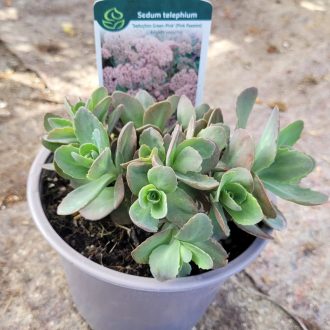Varjúháj 'Seduction Pink Passion' – Sedum telephium 'Seduction Pink Passion'