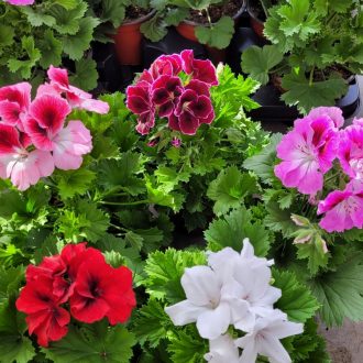 Angol muskátli – Pelargonium × domesticum