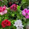 Angol muskátli – Pelargonium × domesticum