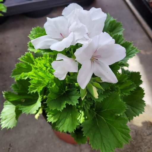 Angol muskátli – Pelargonium × domesticum
