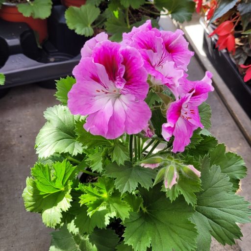 Angol muskátli – Pelargonium × domesticum
