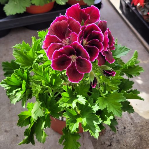 Angol muskátli – Pelargonium × domesticum