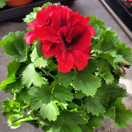 Angol muskátli – Pelargonium × domesticum