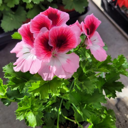 Angol muskátli – Pelargonium × domesticum