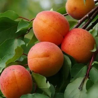 Gönci Magyar kajszi