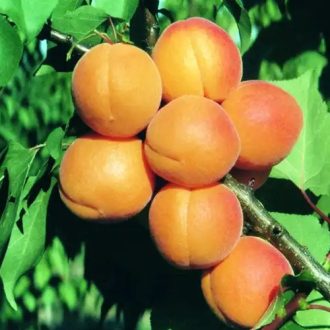 Kuresia kajszi/wawit