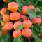 Orangered kajszi/Myr