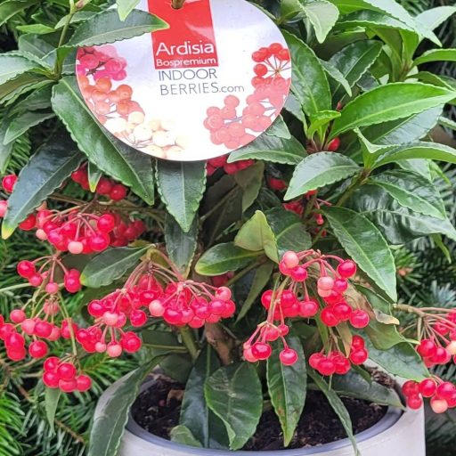 Csipkés csúcsvirág (Ardisia crenata) 