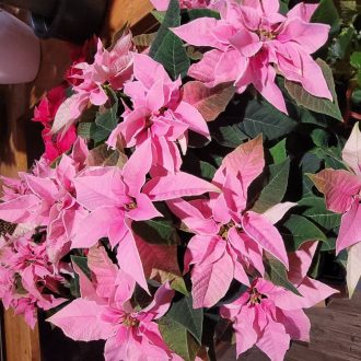 Mikulásvirág (Euphorbia pulcherrima)