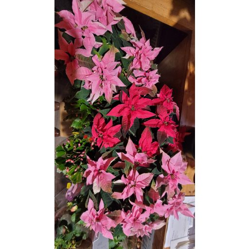 Mikulásvirág (Euphorbia pulcherrima)