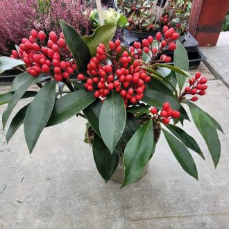 Skimmia – termő (Szkimmia japonica – termő)