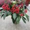 Skimmia – termő (Szkimmia japonica – termő)