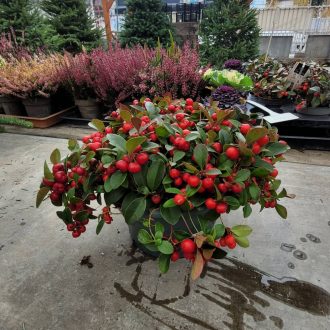 Fajdbogyó (Gaultheria procumbens)