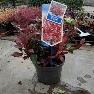 Skarlátvörös leucothoe (Leucothoe “Zeblid)