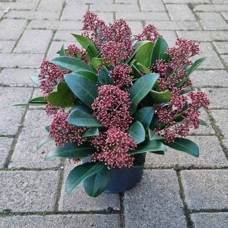 Skimmia – porzó (Szkimmia japonica – porzó)