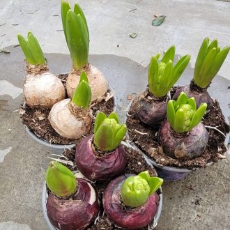 Jácint (3 db/cserép)