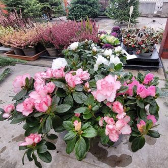 Azálea – szobanövény (pink, fehér, kétszínű)