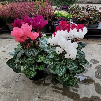 Ciklámen – több színben (pink, fehér, bordó)