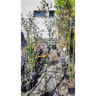 Oliva fa– kis (~1,5 m)