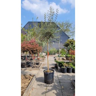 Oliva fa – közepes (~2 m)