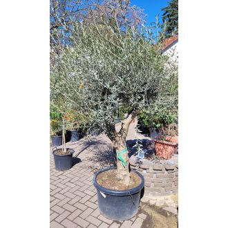 Oliva fa – idős törzs