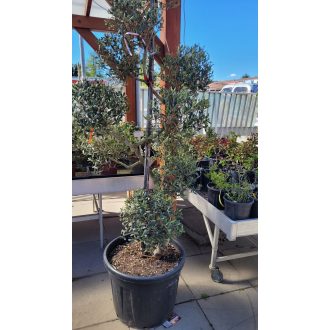 Oliva fa - formázott