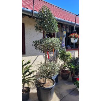 Oliva fa – formázott