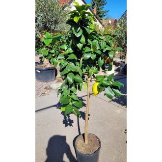 Citromfa – nagy – Citrus limon