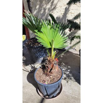 Wagnerianus pálma – Trachycarpus wagnerianus