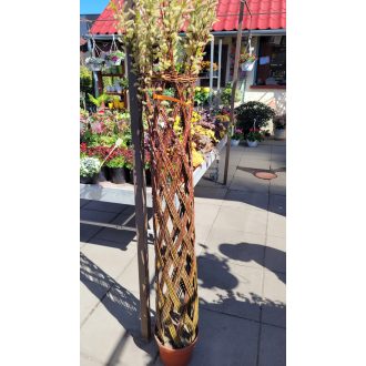 Fonott/rácsos fűz – dekoratív – Salix sp. (nevelt, fonott/rácsos törzs)