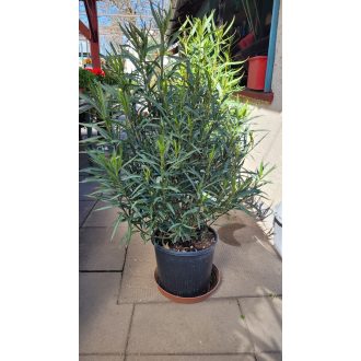 Piros leander – kis – Nerium oleander 'Rosso Sangue Semplice'