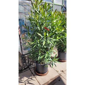 Piros leander – közepes – Nerium oleander 'Rosso Sangue Semplice'