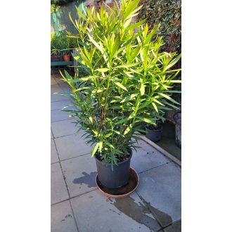 Piros leander – nagy – Nerium oleander 'Rosso Sangue Semplice'