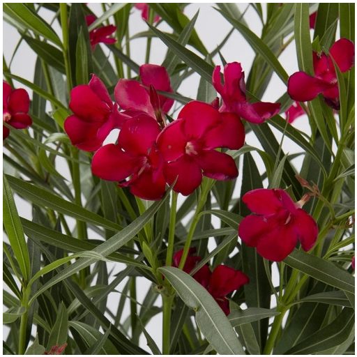 Piros leander – nagy – Nerium oleander 'Rosso Sangue Semplice'