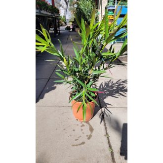 Rózsaszín leander – kis – Nerium oleander 'Rosa Semplice'