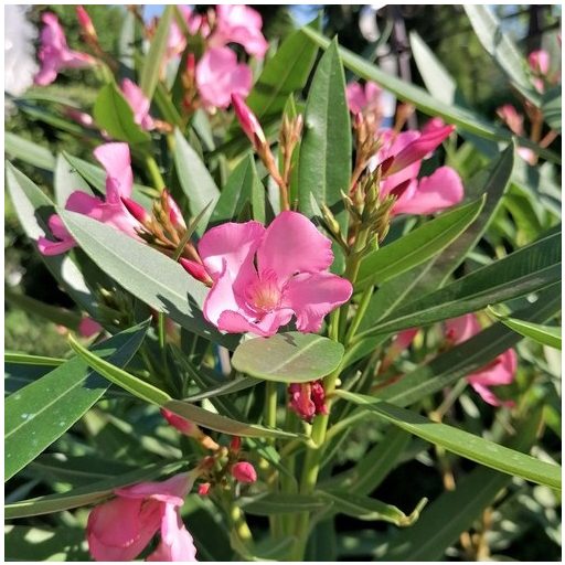 Rózsaszín leander – kis – Nerium oleander 'Rosa Semplice'