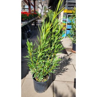 Sárga leander – kis – Nerium oleander 'Giallo'