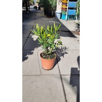 Sárga leander – közepes – Nerium oleander 'Giallo'